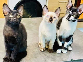 Mixed Breed cats ✨🌟Cornish Rex x Kittens Very Playful & Loving🌟✨ - Advert 6