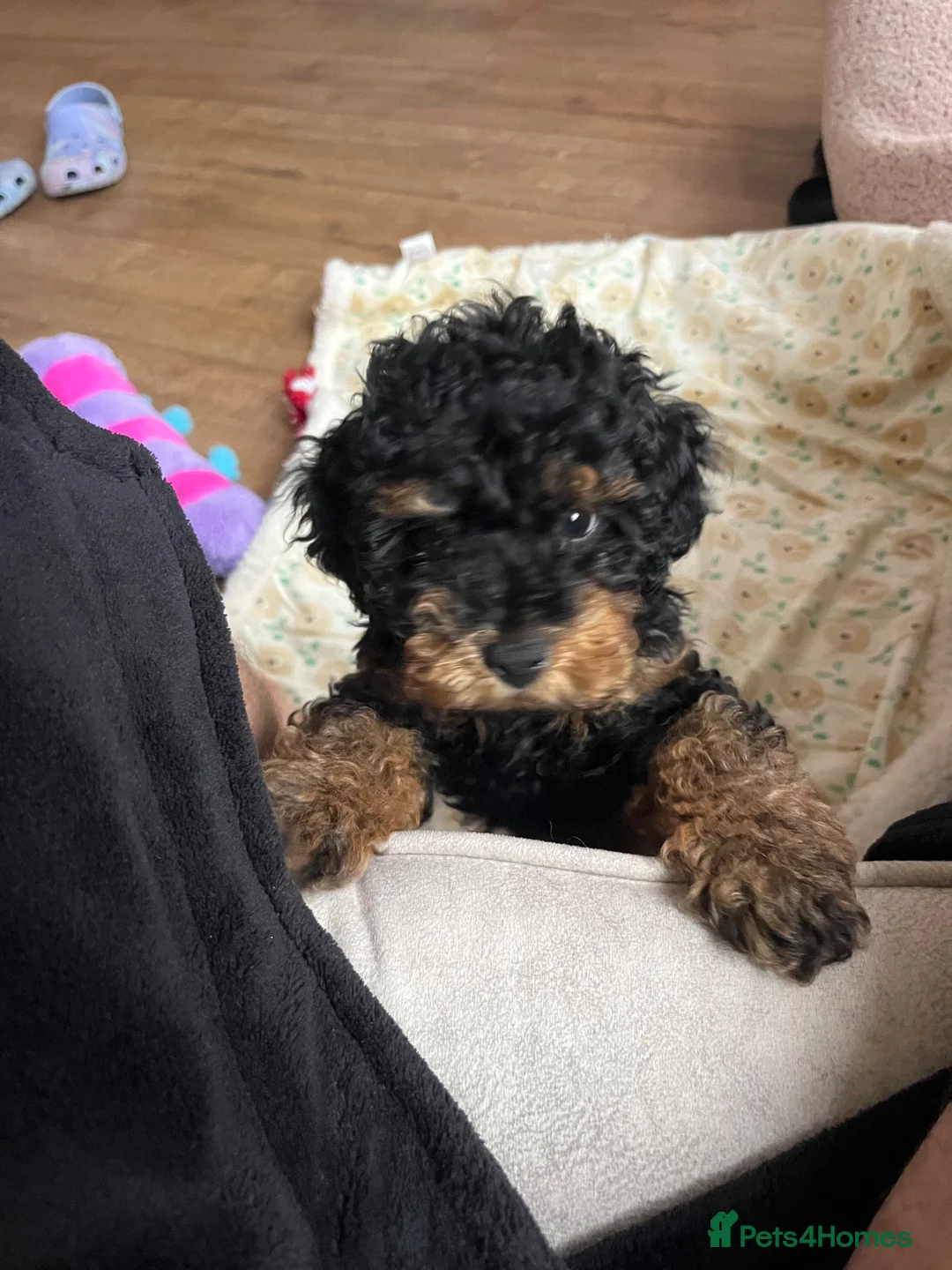 Cockapoo dogs for sale: Milo 5 month old cockapoo in Preston - Advert 6