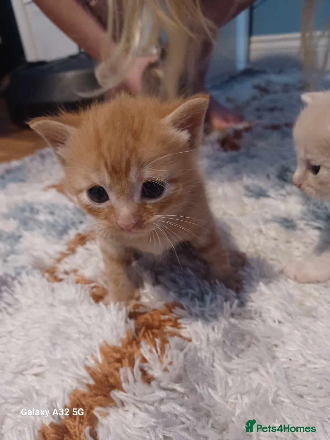 Mixed Breed cats for sale: 4 beautiful kittens for sale available 4th May  in Eastbourne - Advert 2