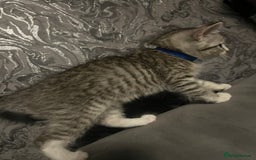 Mixed Breed cats for sale: Kittens  - Image 10