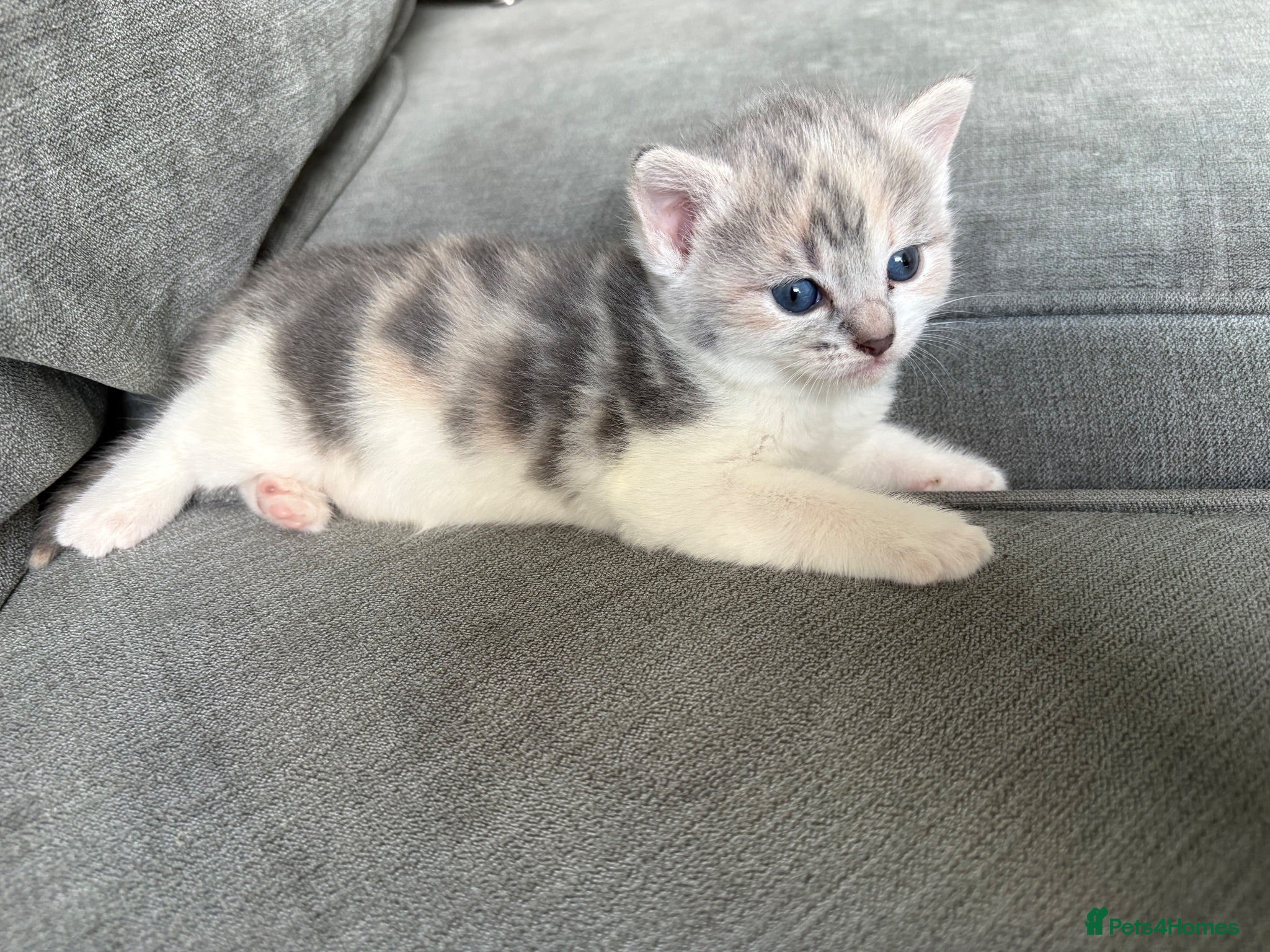 Mixed Breed cats 2 female dilute calico kittens left  - Advert 8