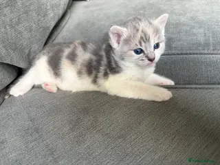 Mixed Breed cats 2 female dilute calico kittens left - Advert 8