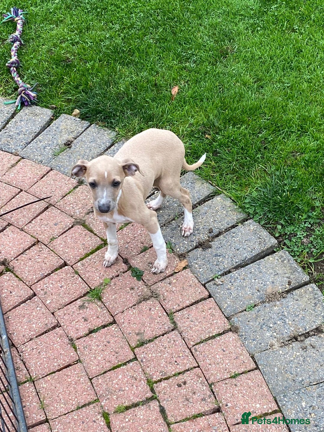 Italian Greyhound dogs for sale: Beautiful Italian greyhounds  - Image 26
