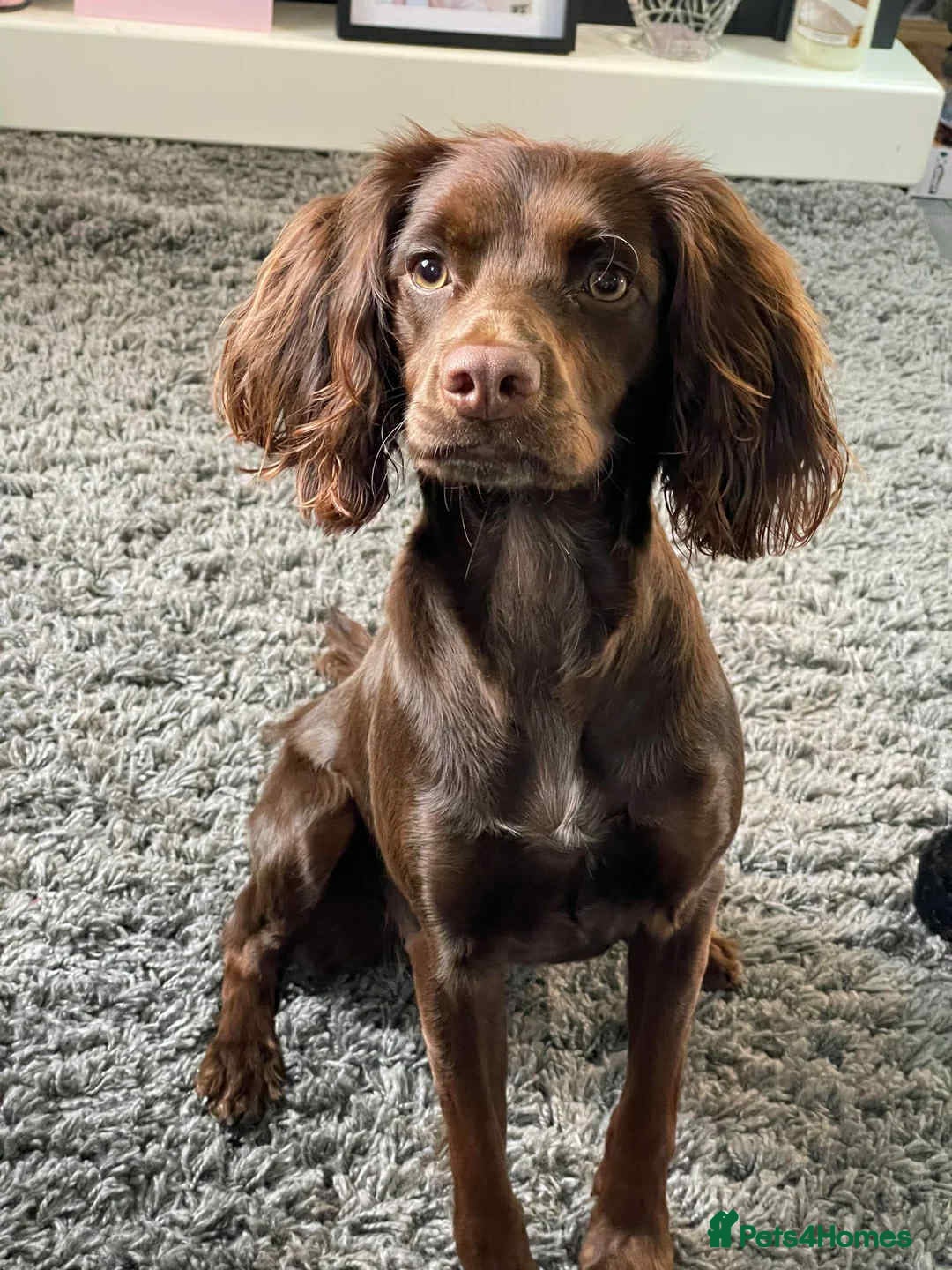 Cockapoo dogs for stud: Remy 18 month old F1 cockapoo for stud  - Image 12