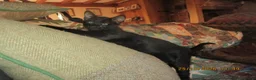 Siamese cats for sale: siamese cross boy kitten - Advert 4