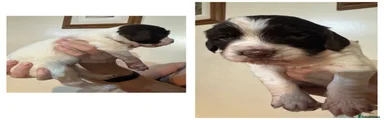 English Springer Spaniel Puppy 1