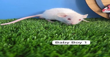 Rat rodents - Advert 7