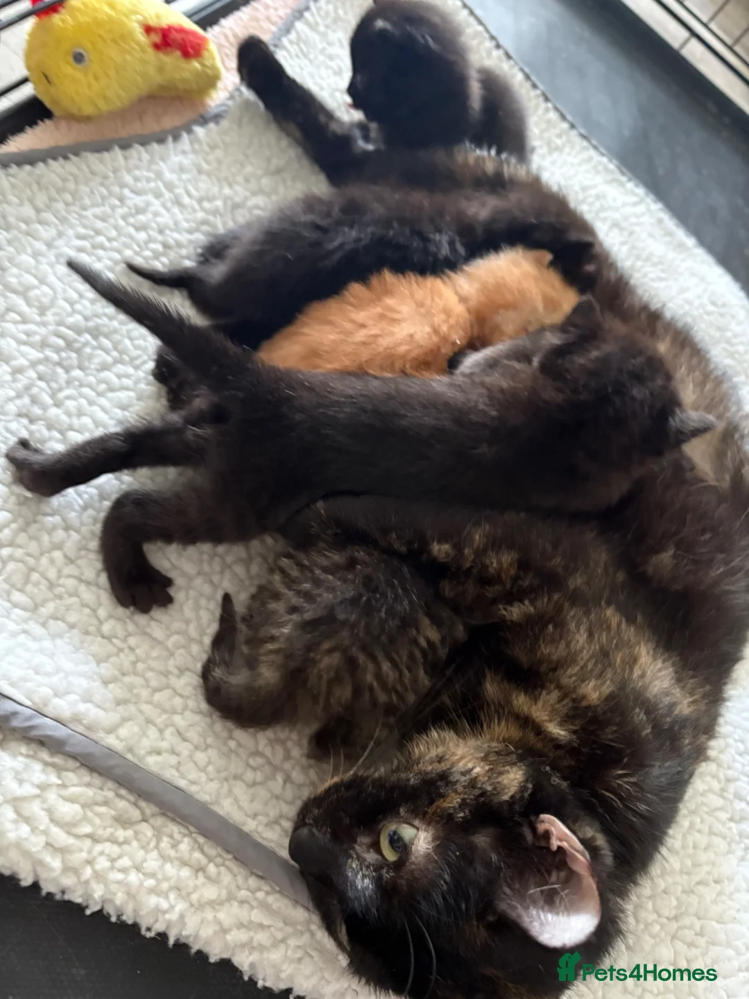 Mixed Breed cats for sale: 10 weeks old kittens 2 tabby 1 black  - Advert 2