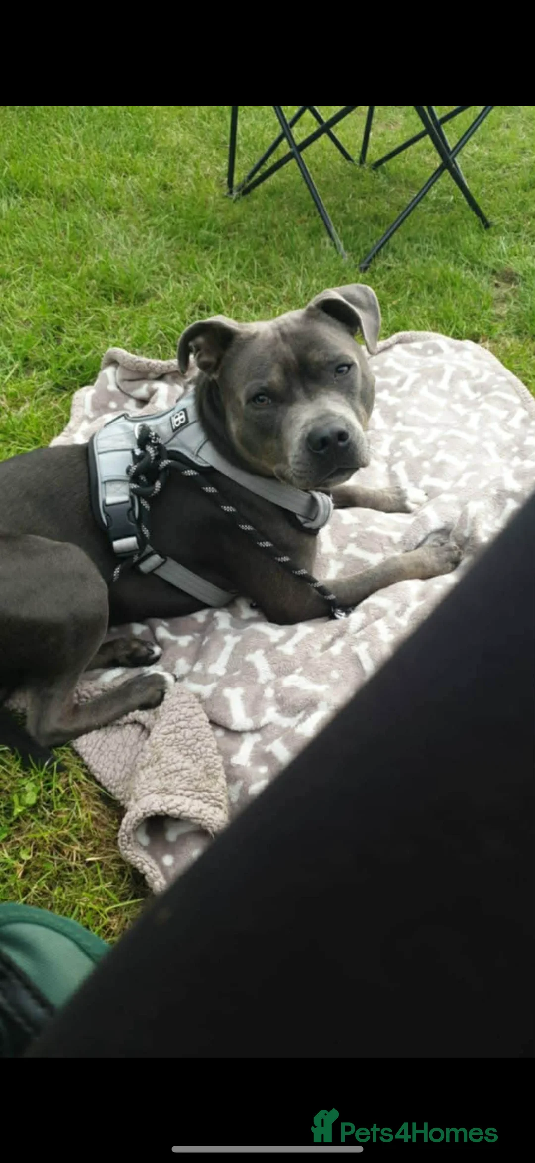 Staffordshire Bull Terrier dogs for sale: 1 female  Blue Staffordshire bull terrier staffy - Advert 10