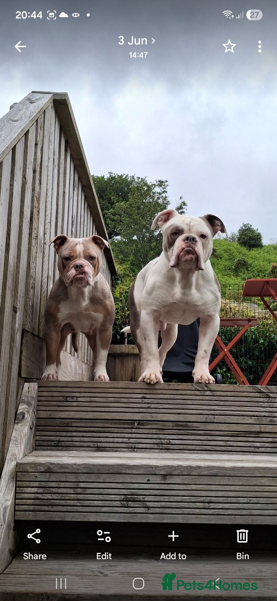 Olde English Bulldogge dogs Old english bulldogges  - Advert 1