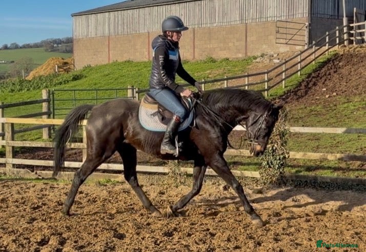 English Thoroughbred horses Kind And Deserving Gelding  - Advert 8