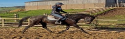 English Thoroughbred horses for sale: Kind And Deserving Gelding  - Advert 1