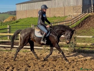 English Thoroughbred horses Kind And Deserving Gelding - Advert 2