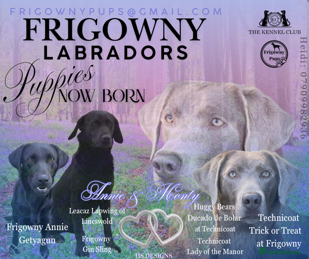 Labrador Retriever dogs for sale: *Ready Now* Quality Black Labradors  - Image 1
