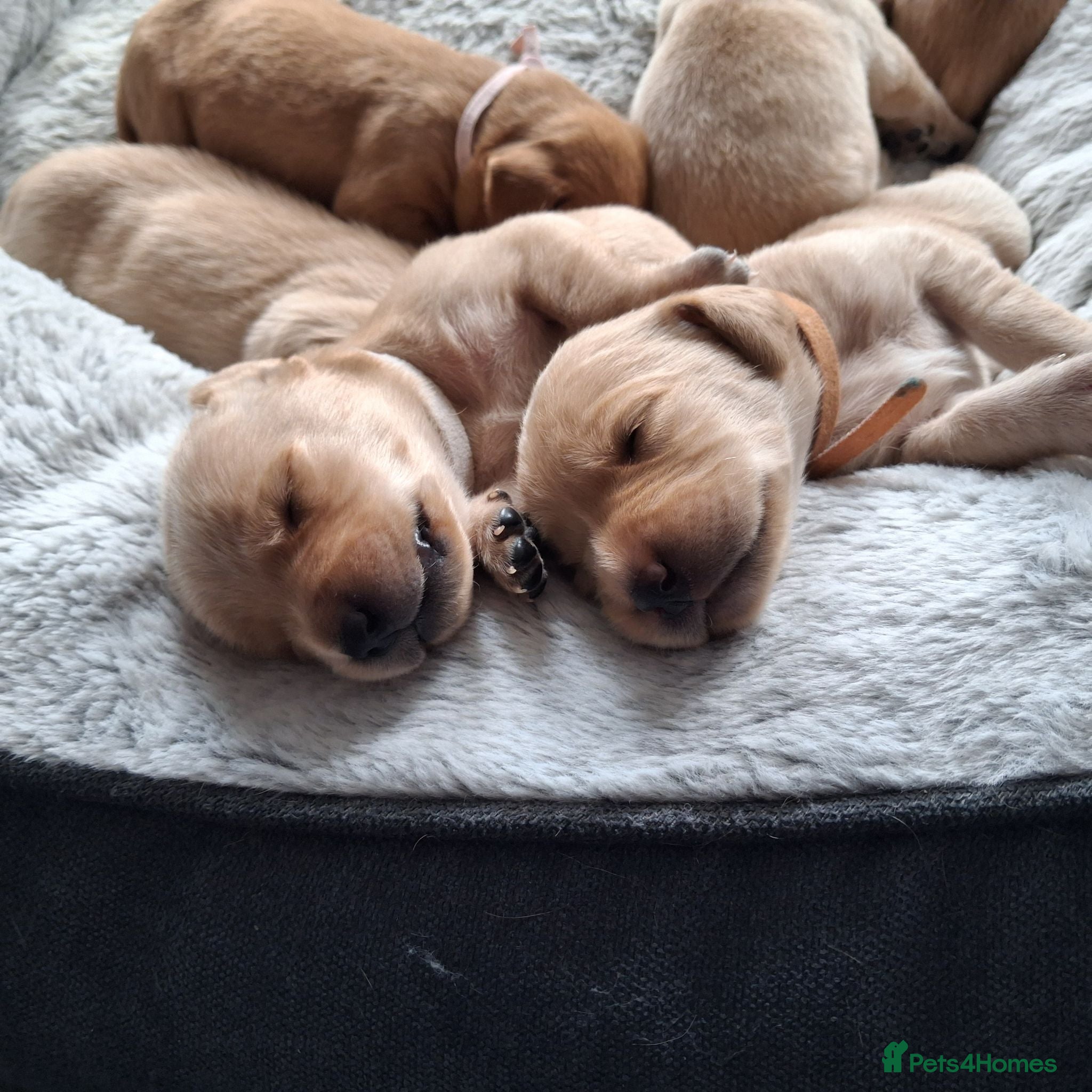 Labrador Retriever dogs Beautiful KC registered lab puppies for sale.  - Advert 16