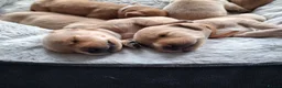 Labrador Retriever dogs for sale: Beautiful KC registered lab puppies for sale.  in Kelso - Advert 1