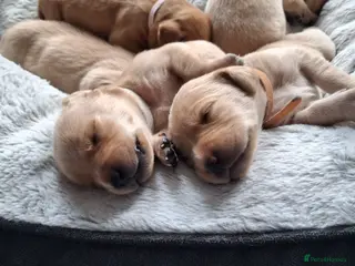 Labrador Retriever dogs Beautiful KC registered lab puppies for sale. - Advert 6