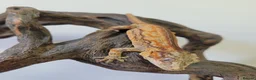 Gecko reptiles for sale: Gargoyle Gecko Stripe Red and Orange Yellow base  - Advert 3