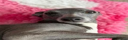 Italian Greyhound dogs for sale: Italian Greyhound Puppies - Advert 13
