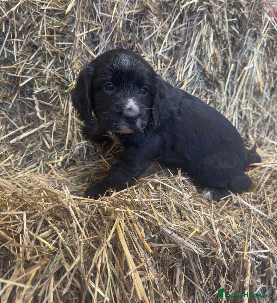 Cocker Spaniel dogs for sale: Health Tested Clear KC Registered Working Cockers - Advert 21