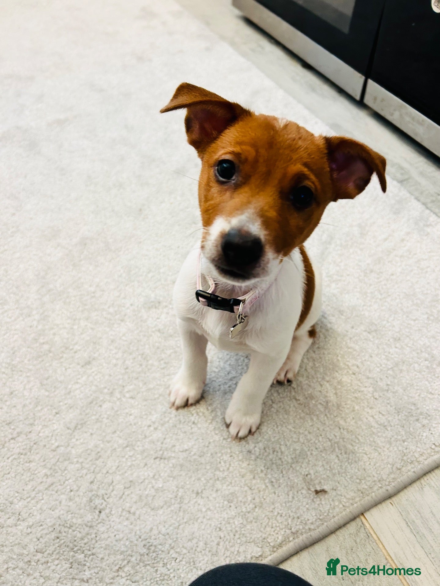 Jack Russell dogs ** Last girl now ready! ** fully vaccinated ** - Advert 1
