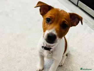 Jack Russell dogs ** Last girl now ready! ** fully vaccinated ** - Advert 1