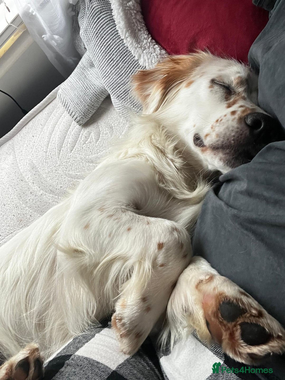 Mixed Breed dogs for adoption: Lilo  - Image 8