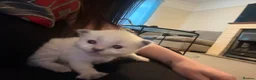 Ragdoll cats for sale: 🐾Last 2 Male Ragdolls 🐾 - Advert 17