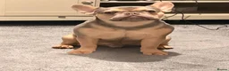 French Bulldog dogs for sale: KC french bulldog  - Advert 2