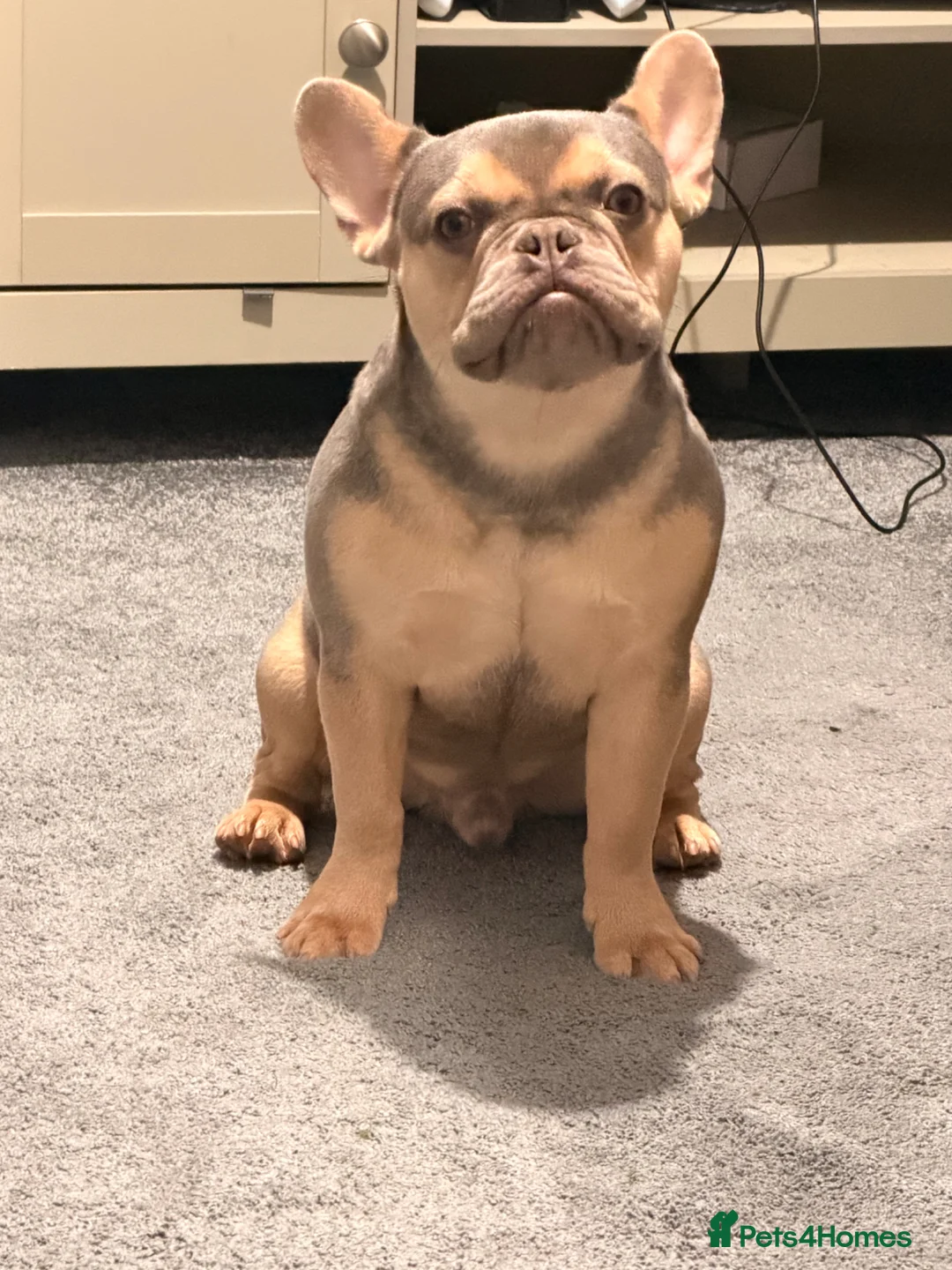 French Bulldog dogs for sale: KC french bulldog  - Advert 2
