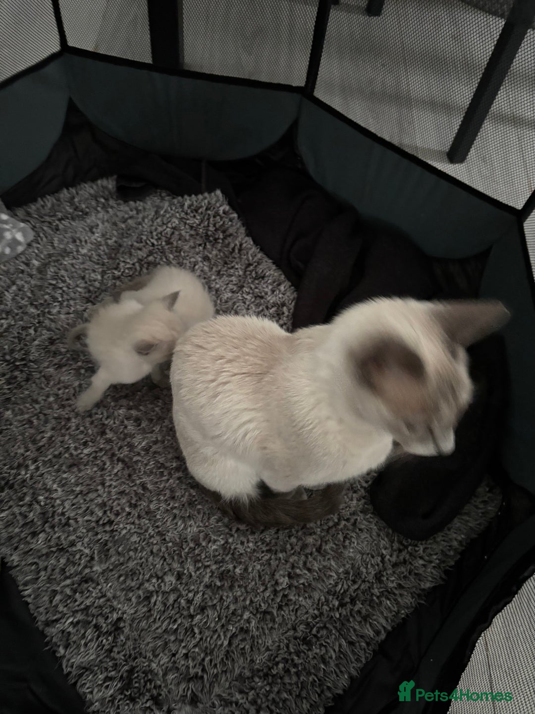 Siamese cats for sale: Lilac / Blue point Siamese  - Image 5