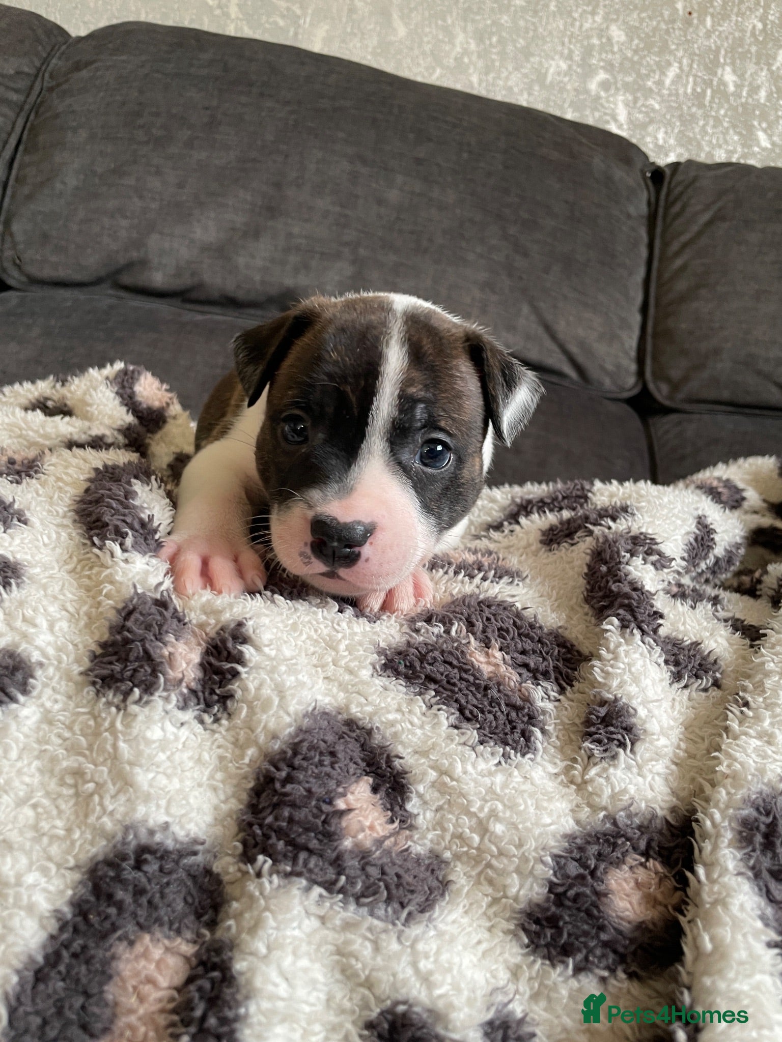 Staffordshire Bull Terrier dogs Lovely staff pups  - Advert 1