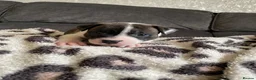 Staffordshire Bull Terrier dogs for sale: Lovely staff pups  - Advert 12