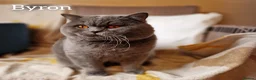 British Shorthair cats for stud: British shorthair for stud  - Advert 3