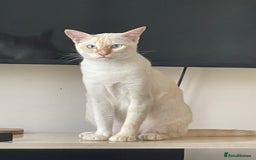 Siamese cats for sale: Ariel - Rescue Siamese - Image 16