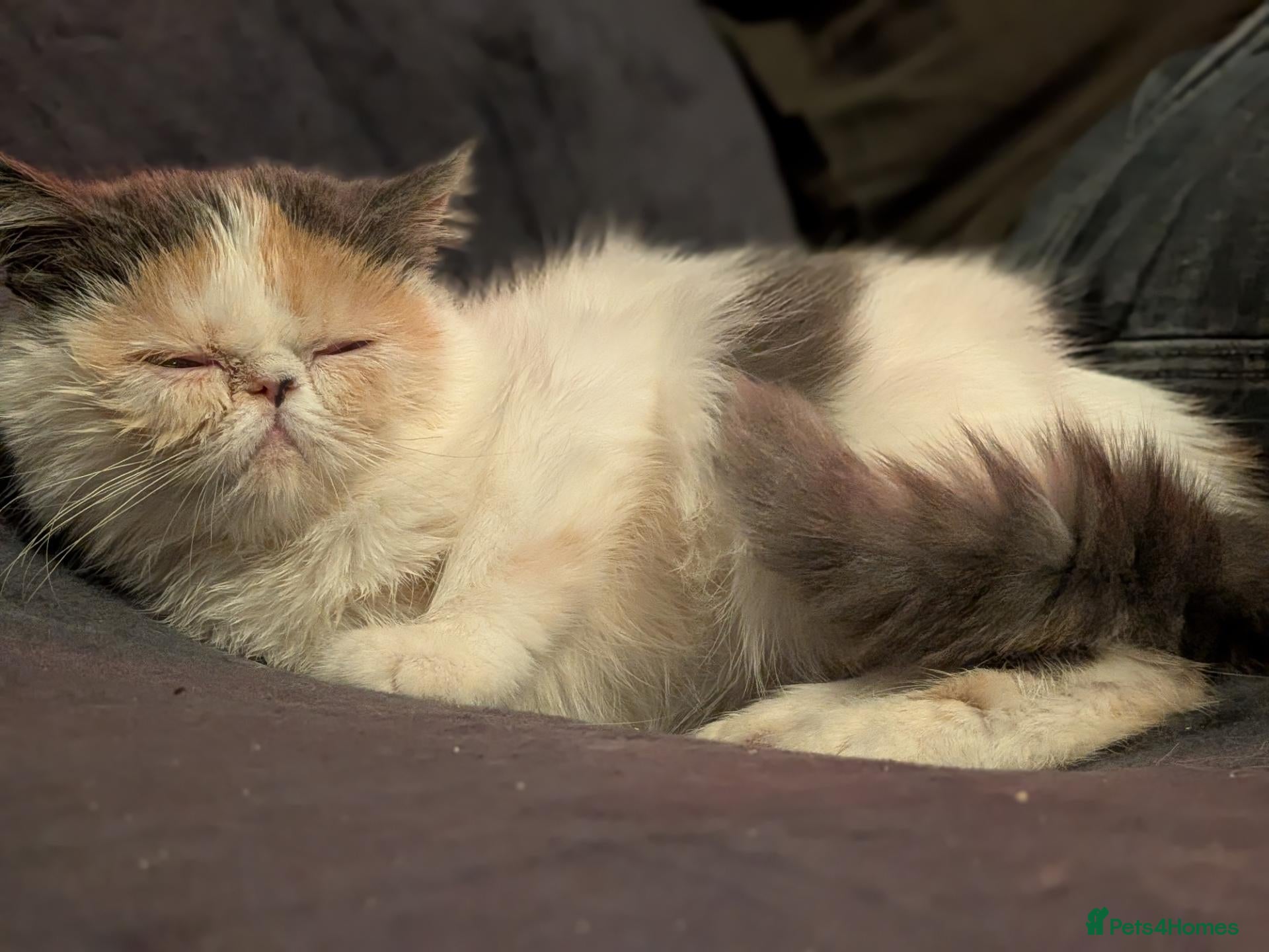 Exotic cats ✨ SKY LIGHT — EXOTIC SHORTHAIR FEMALE ✨ - Advert 7