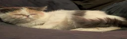 Exotic cats for sale: ✨ SKY LIGHT — EXOTIC SHORTHAIR FEMALE ✨ in Eastbourne - Advert 1