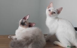 Mixed Breed cats for sale: Two stunning colour point boys ready now  - Image 1