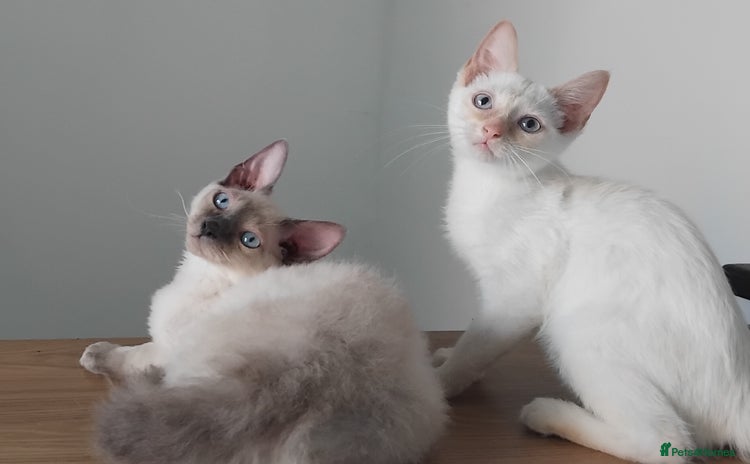 Mixed Breed cats - Advert 17