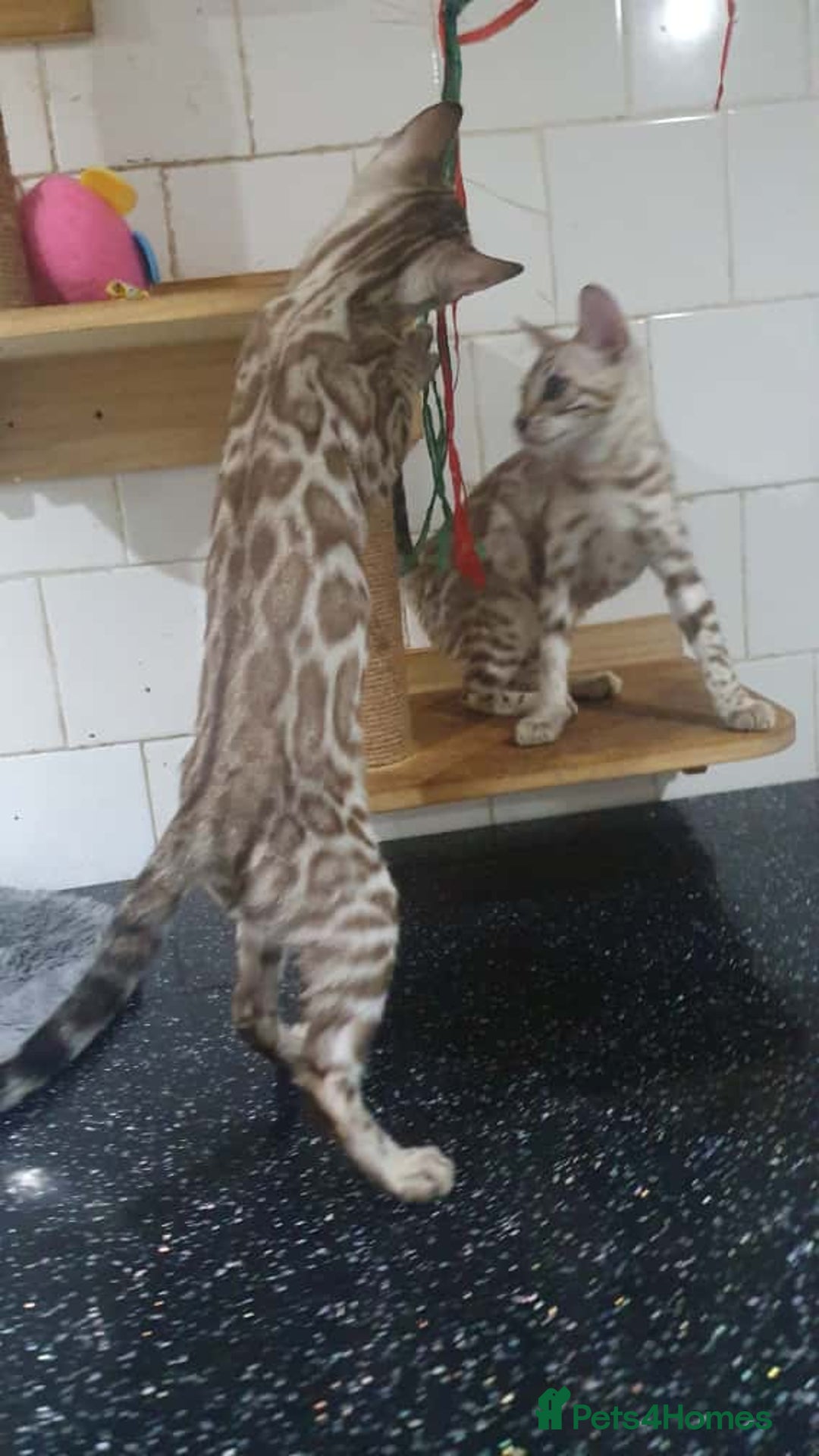 Bengal cats for sale: 🔥✨Pedigree TICA-Registered Bengals - Image 10