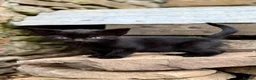 Mixed Breed cats for sale: Beautiful Blue & black kittens  in Swansea - Advert 6