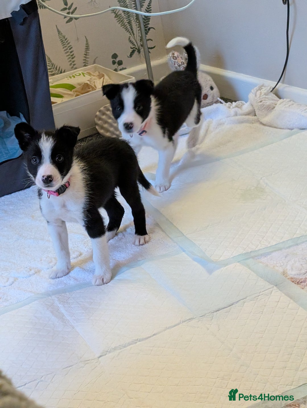 Border Collie dogs for sale: 2 border collie bitches (working dogs).  - Advert 4