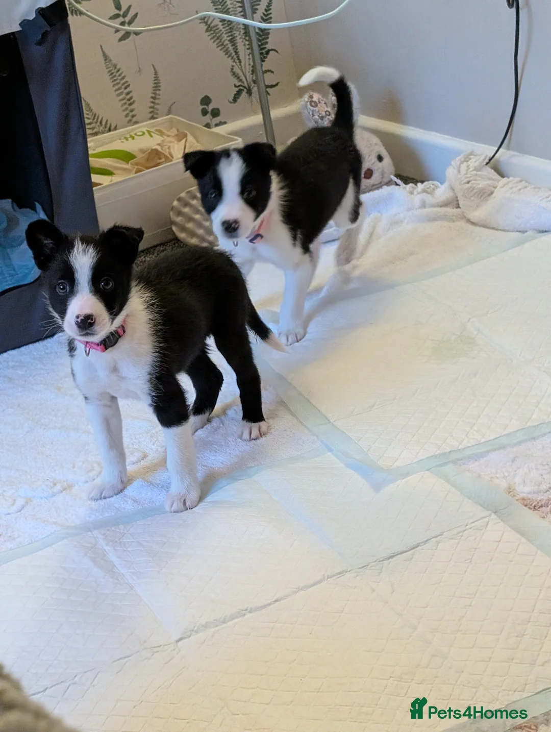Border Collie dogs for sale: 2x border collie bitches. READY NOW - Advert 4