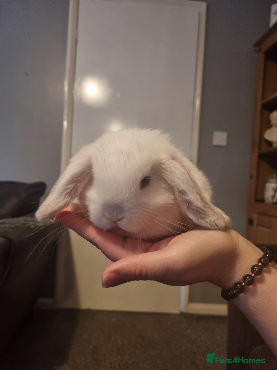 Mini Lop rabbits for sale: Mini lops X 3 - Advert 1