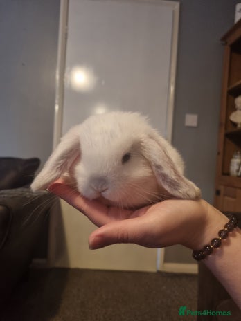 Mini Lop rabbits Mini lops X 3 - Advert 1