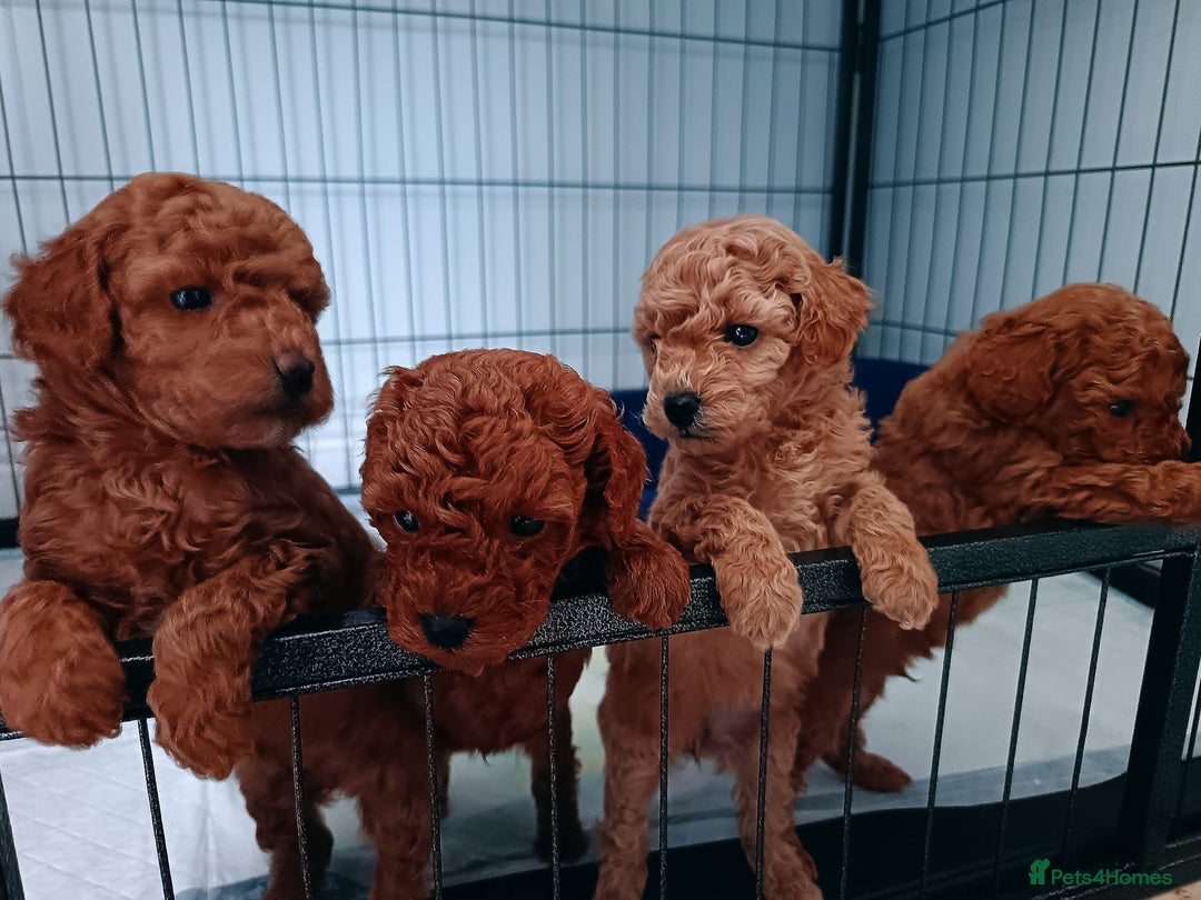 Toy Poodle dogs for sale: Charming Toy Poodle Puppies - Image 18
