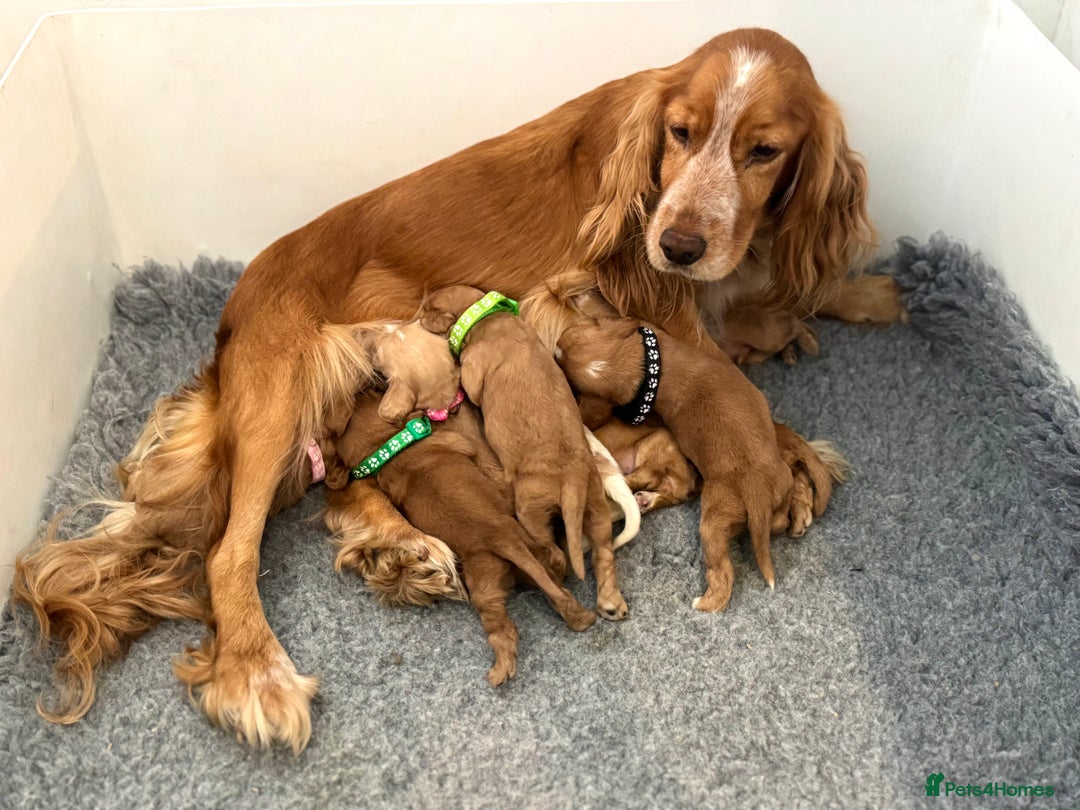 Cocker Spaniel dogs for sale: 🐾 🌟 Exceptional Show Type Cocker Spaniels 🐾 🌟 - Image 10