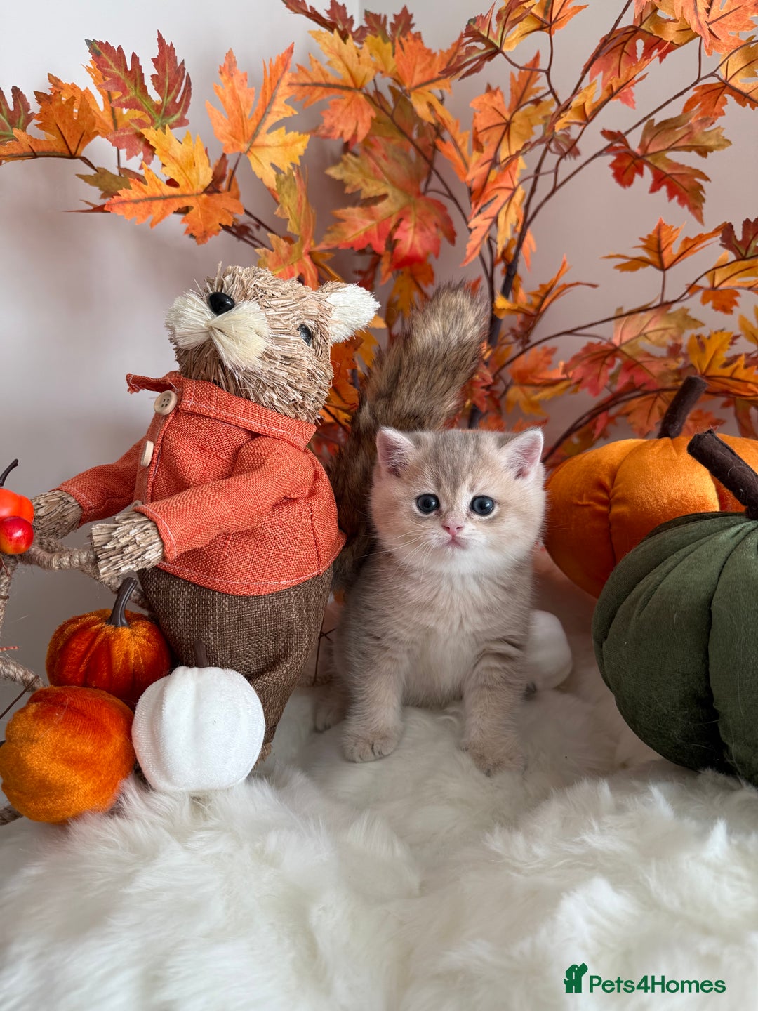 British Shorthair cats for sale: Blue Golden British Shorthair - Image 18