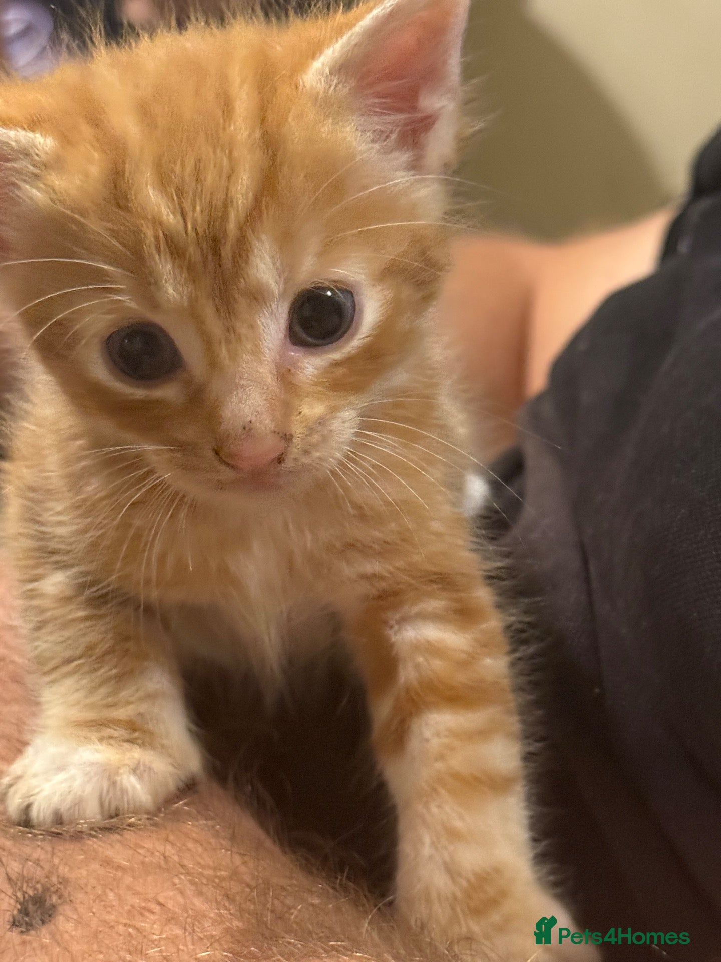 Mixed Breed cats *Beautiful mixed litter* - Advert 1