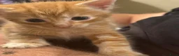 Mixed Breed cats for sale: *Beautiful mixed litter* - Advert 5